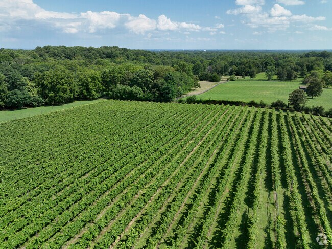 There are many vineyards for residents to explore around Bull Run Mountain Estates.