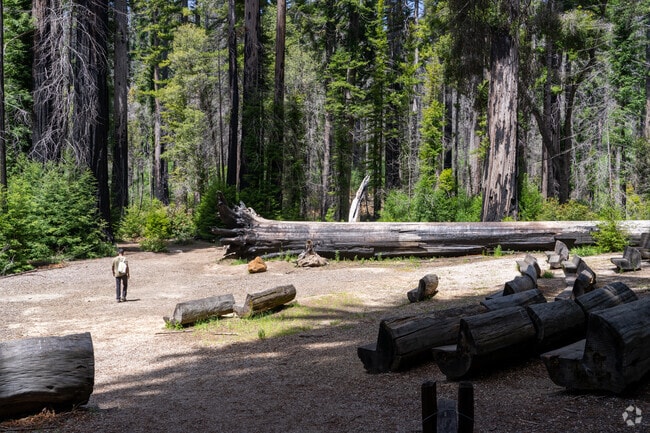 A fallen redwood dwarfs a lone hiker at Big Basin Redwoods State Park near Ben Lomond, showcasing the awe-inspiring scale of California’s ancient coastal giants.