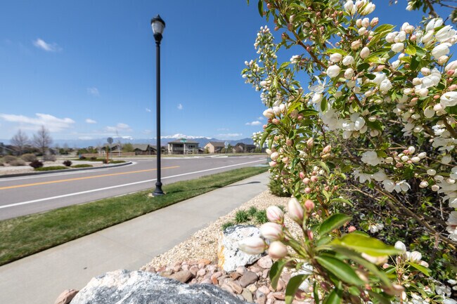 Several trees line the streets of the Flying Horse Ranch neighborhood.