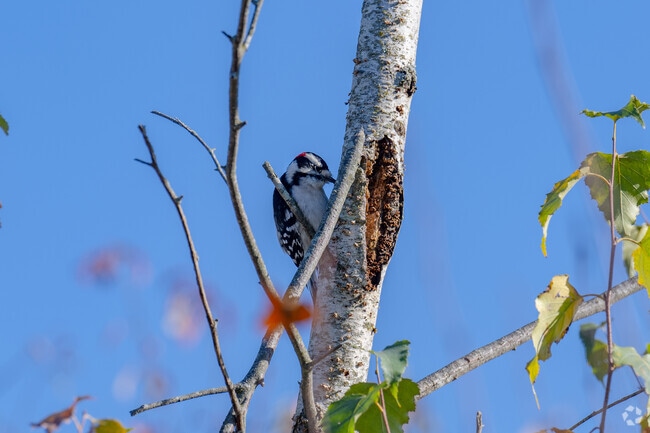 Wildlife, like this downy woodpecker, is an abundant feature of the Boyden Heights neighborhood.