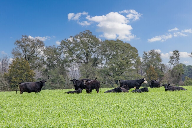 Cattle farms are common throughout Ozark and surrounding areas.