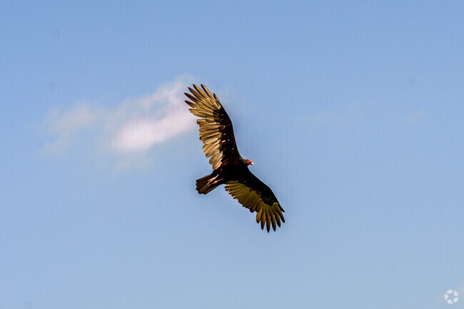 In North Brevard County, a turkey vulture gracefully soars through the skies.