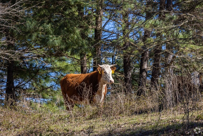 Jacksonville retains its rural roots with farmlands and livestock throughout the area.