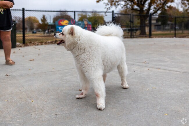 Dogs love the outdoor spaces and activities at Harrison Park's Dog Park.