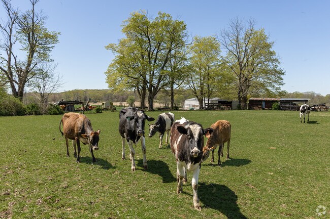 Not far from the Rhinebeck village center, wide open fields open up and cows roam quietly.