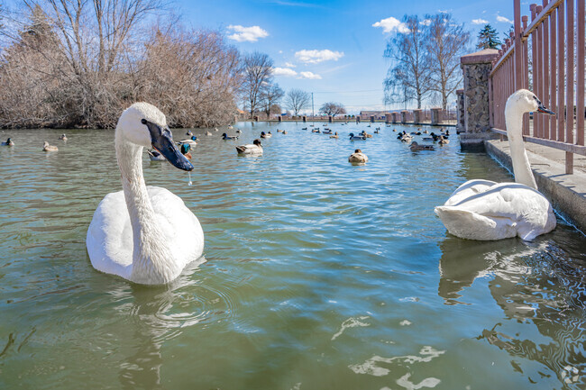 Meet your neighbors at the Terrace Heights Memorial Park pond.