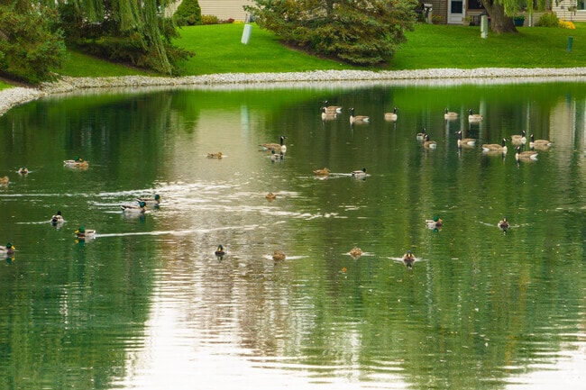 Ducks enjoy their lives at peaceful lakes in Sawmill Woods.