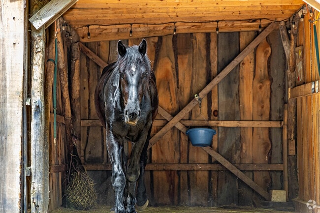 Most homes in Belmont often have their own ranch with horses and farm animals.