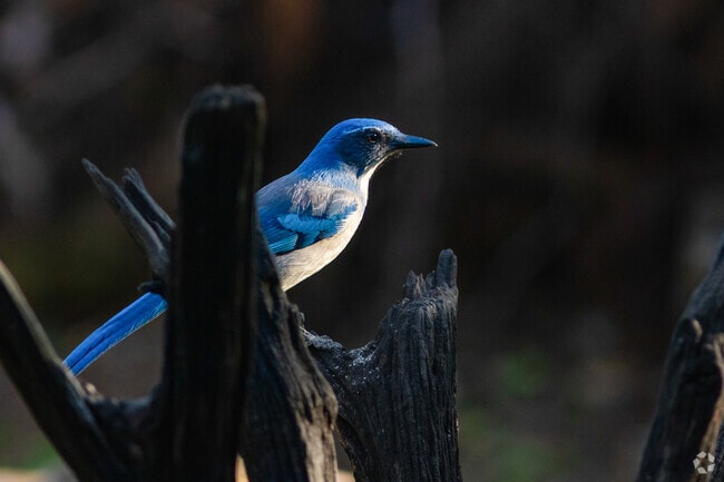Blue Jays can be found perched tree limbs at River Crossing Park.