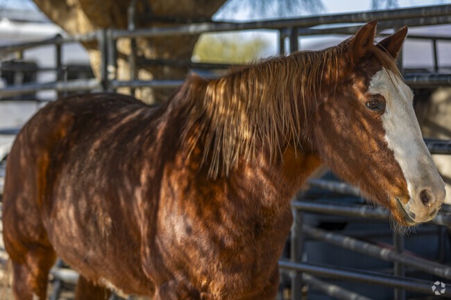 Horses are a symbol of freedom and adventure in the scenic town of Cave Creek.