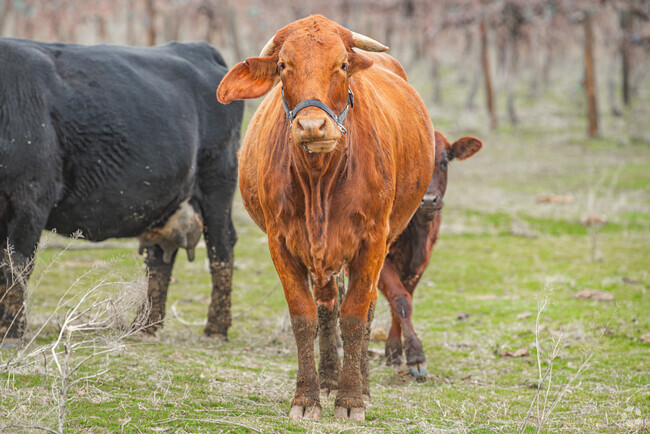 Grandview is rich with small personal farms, rural lifestyles and extra friendly neighbors.