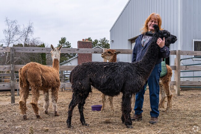 Magic Meadows Alpacas books private visits to meet, feed, and play with friendly alpacas.