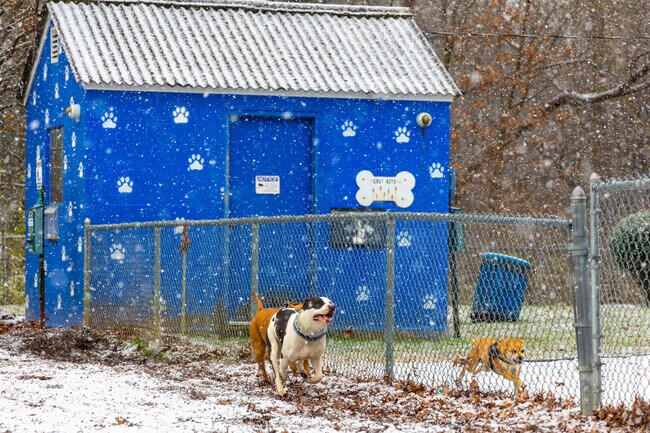Let the dogs get some energy out at Elsmere Bark Park.