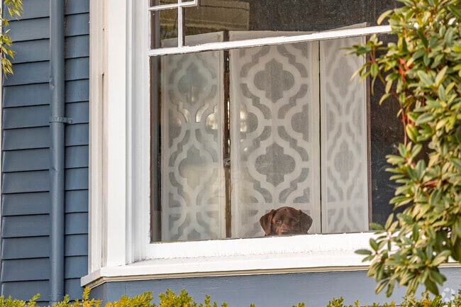 A chocolate lab watches from a window in Old Town Tacoma.