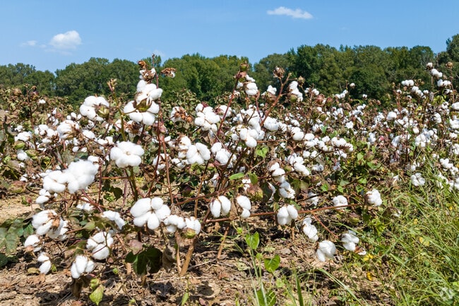 Cotton is one of the most popular crops grown in Holly Springs.