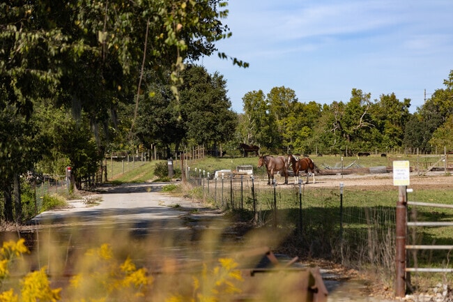 Many land owners in Lamarville have horses and other animals.