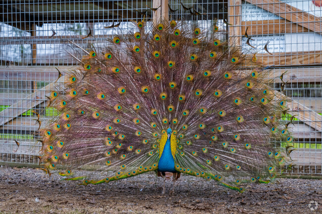 At the Sweet Creek Farmers Market, the Pike Road peacock captivates all with its magnificent display of vibrant tail feathers, showcasing nature's beauty and elegance.