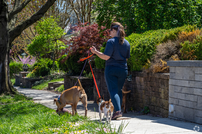Take your dog for a walk in Mayfield.