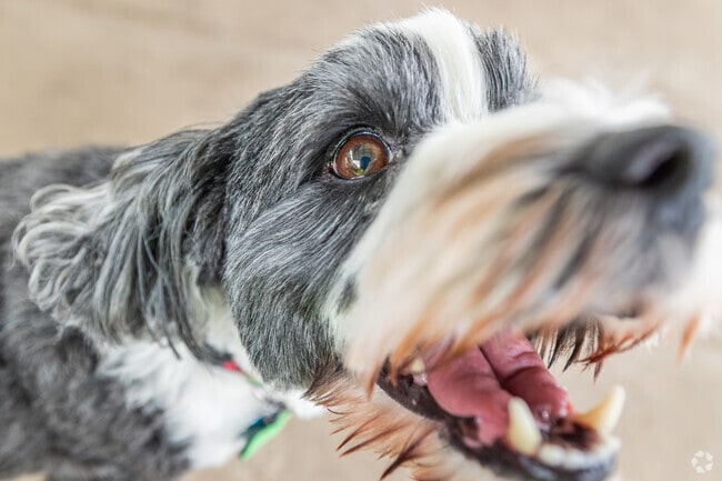 Fetch Park in Long Beach offers fenced areas for large and small dogs.