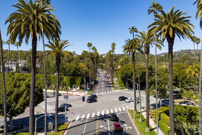 Row of Palm Trees in Beverly Hills
