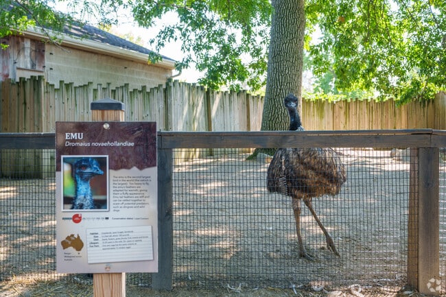 Say hello to the Emu at Columbian Park Zoo near South Oakland.