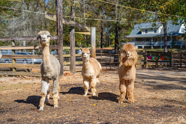 Alpacas are an adorable sight to see in top-rated Winston businesses, like L&R Alpaca Farm.