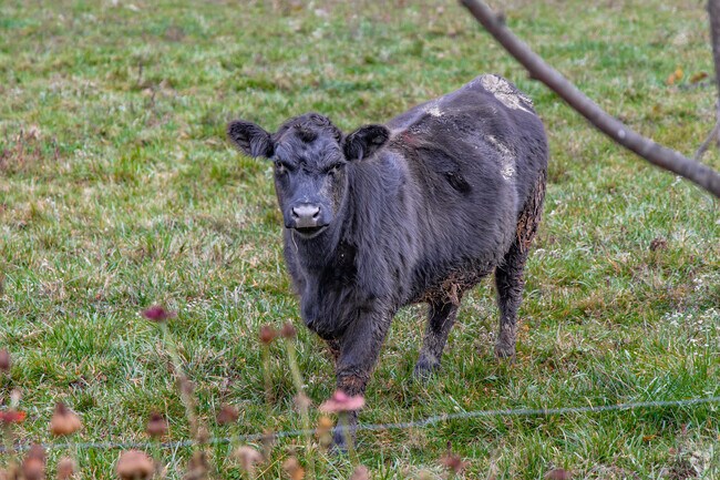 Cattle are a common sight when driving the winding roads of Redbank Township.