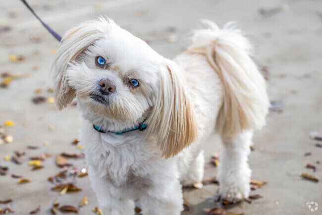 Your dog will love the open spaces at Blackbird Park in Sundance Lake.