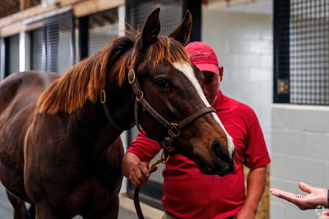 Local residents can visit Taylor Made Farm for a friendly tour and horse feeding.