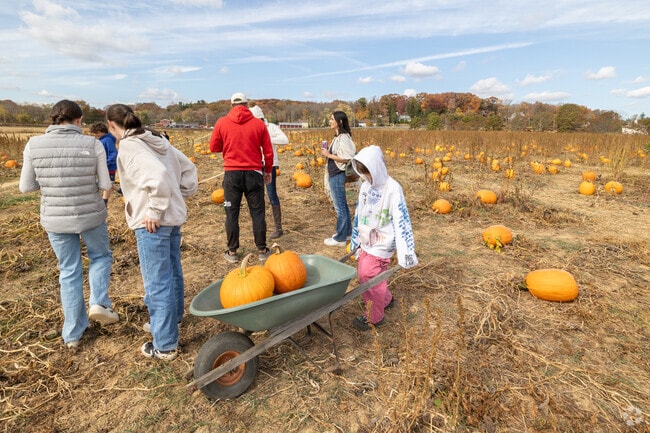There are thousands of pumpkins to choose from at None Such Farm Pumpkin Fest in Buckingham.