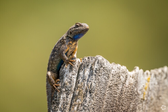 The western fence lizard is just one of a number of animal species that can be found in Sisters, Oregon.
