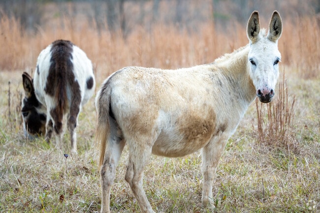Enjoy the scenery and animals in Harpersville.
