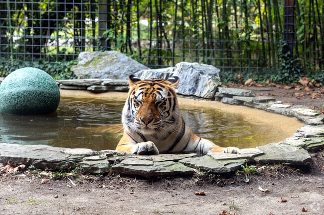 Just one of the animals at the Cohanzick Zoo minutes from Upper Deerfield Township.
