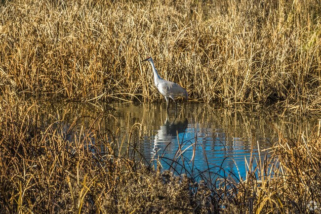 If you're quiet, you might come upon the sandhill cranes at Warner Park in North Madison.