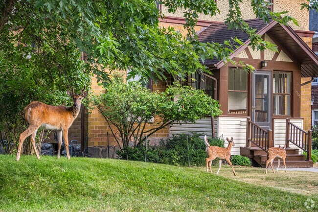 Deer can be seen grazing in the yards of the Chester Park neighborhood.