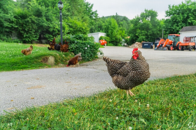 Locals can say hi to the chickens roaming the Mendon Mountain Orchards as they walk up to the shop.