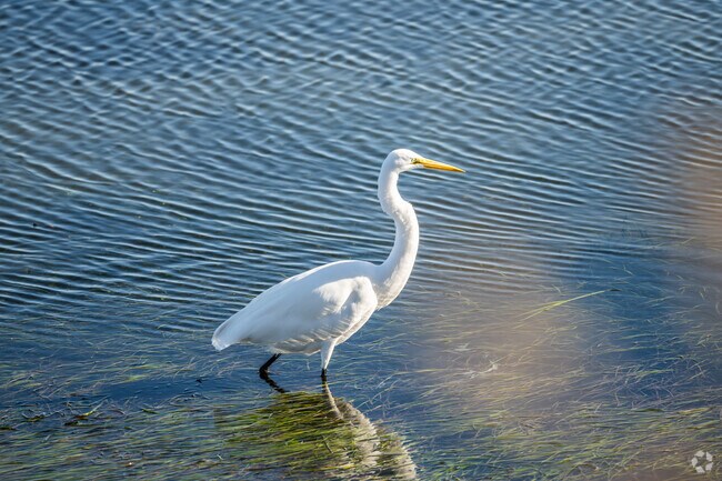 A thriving ecosystem in the Bolsa Chica Ecological Reserve features a variety of birds.