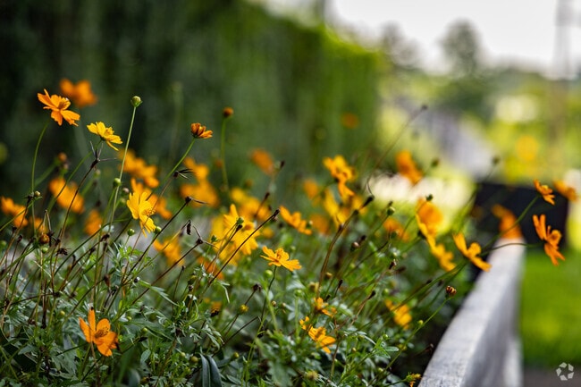 While walking neighborhood sidewalks, you will find flower gardens throughout Rose Hill.
