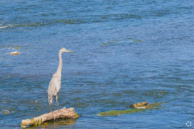 South Island Park is a popular spot to hang out along the Kankakee River.