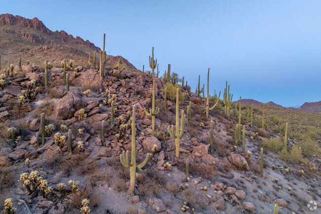 A short drive from Fairgrounds to Old Tucson reveals a landscape where towering saguaros and rugged hills frame the road, offering a quintessential Arizona experience.