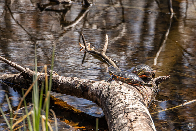 Visitors can look for the painted turtles found along the shore at Innsbruck Nature Center in Fridley.