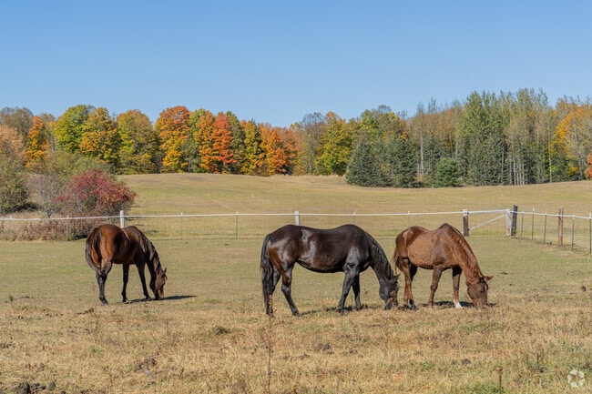 Cute farm horses can be spotted throughout the Mountain area.