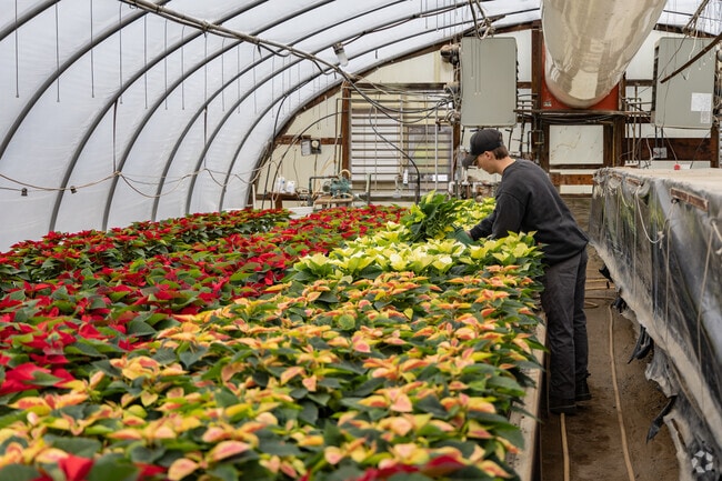 Ianettie's Garden Center grows peonies for the residents of Hanover Township.
