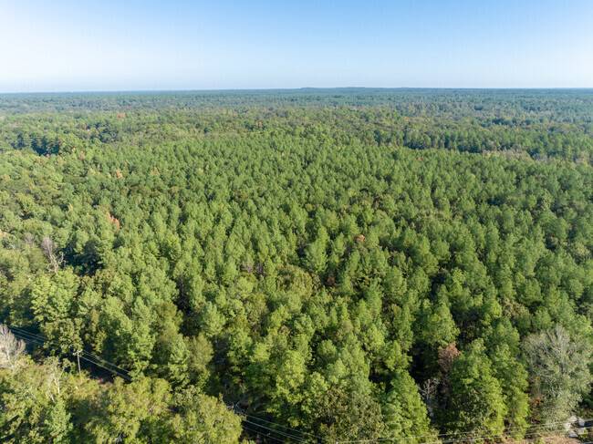 The Forest in Oakland looks healthy and Vibrant.