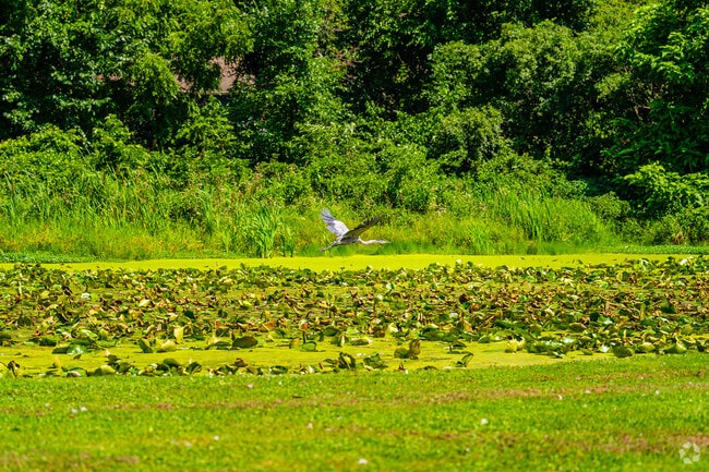 The abundance of lakes and ponds attracts many species of wildlife to Holiday Hills.
