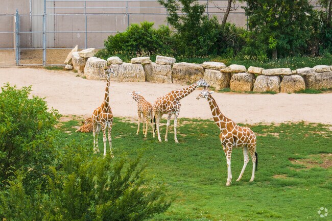 The Giraffes at Tanganyika in Goddard are enjoying the nice summer day.