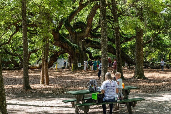 Enjoy a picnic lunch with family at the Angel Oak Tree on Johns Island in Charleston, SC.