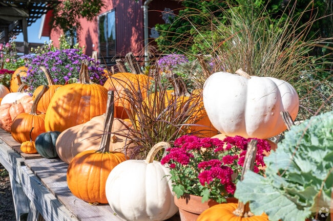 Morgado Nursery in North Apponagansett offers seasonal plants and decor.