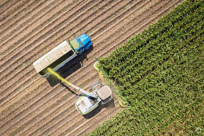 Harvesters make quick work of the corn fields outside Goshen.