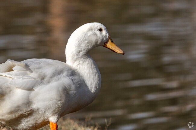 Friendly ducks greet guests and visitors alike into the Northpointe neighborhood.